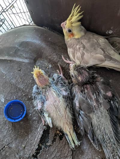 cocktail chick hand tame