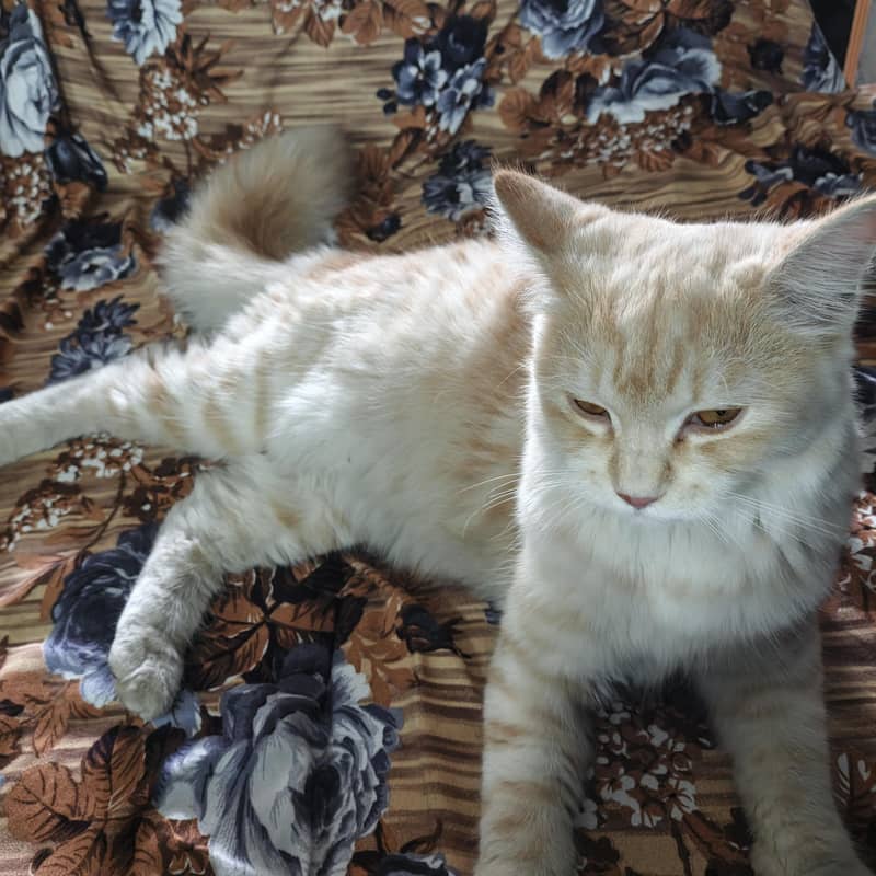 perstion cat 2