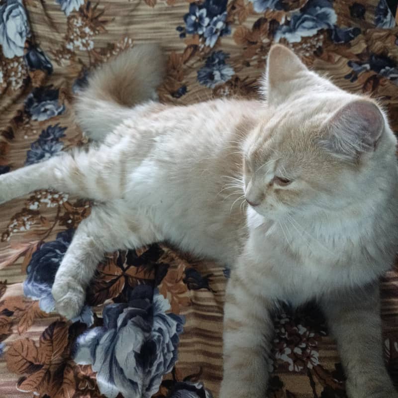 perstion cat 3