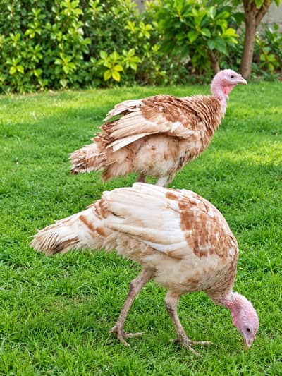 Turkey bird pair for sale