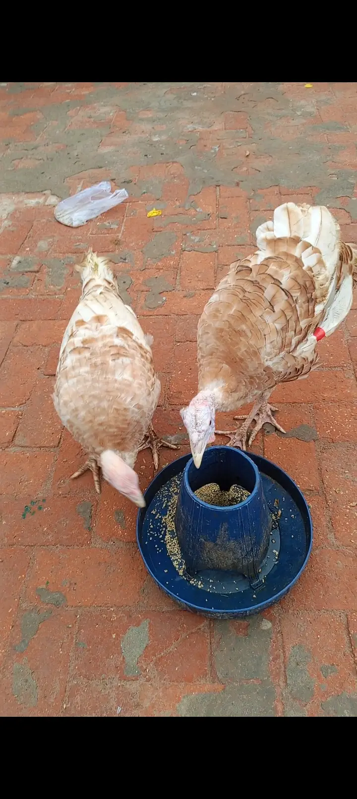 Turkey bird pair for sale — photo 3