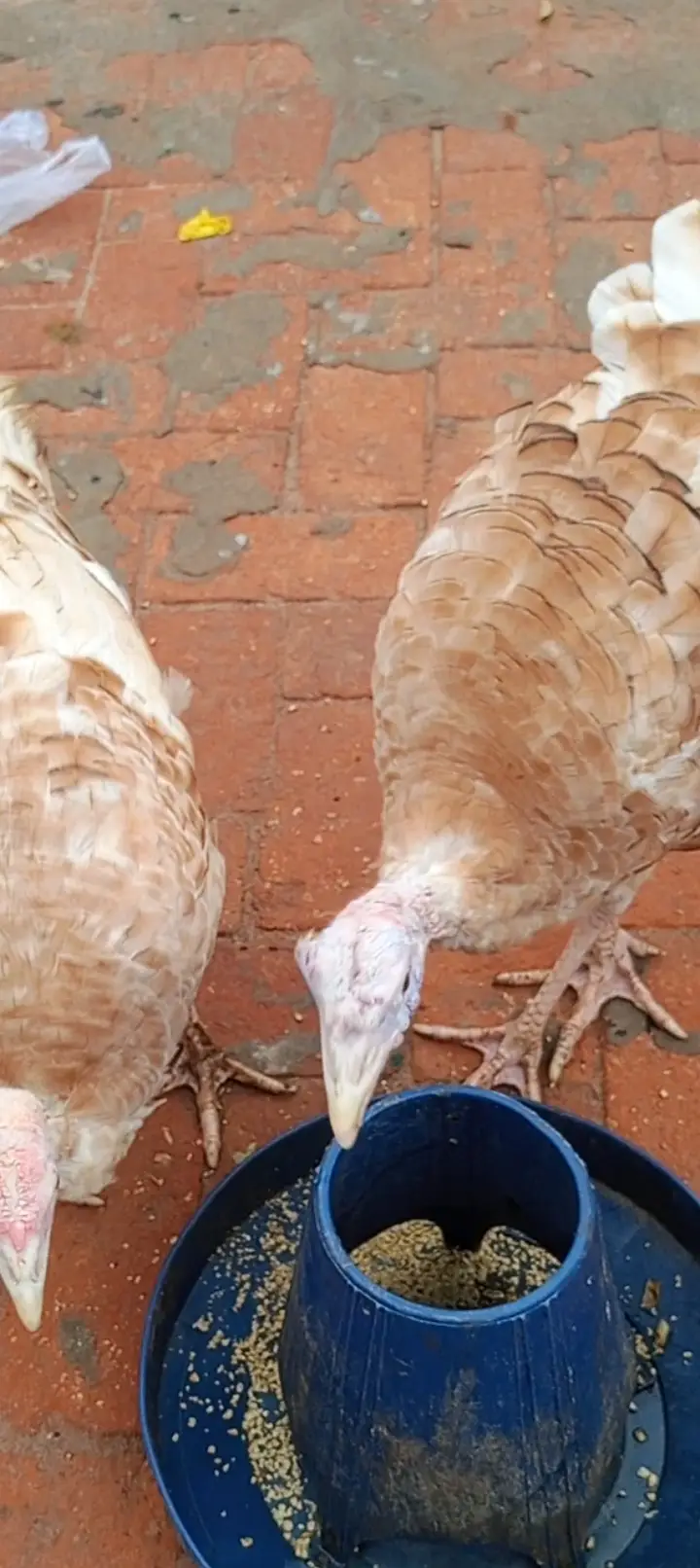 Turkey bird pair for sale — photo 4