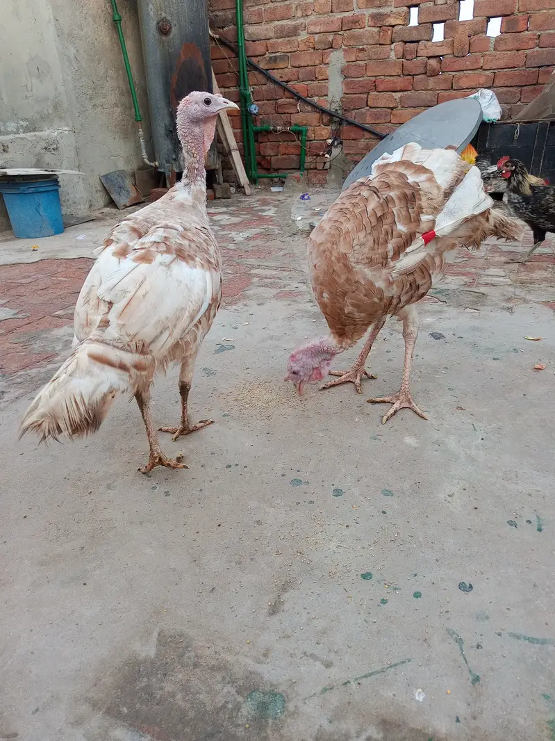 Turkey bird pair for sale — photo 5