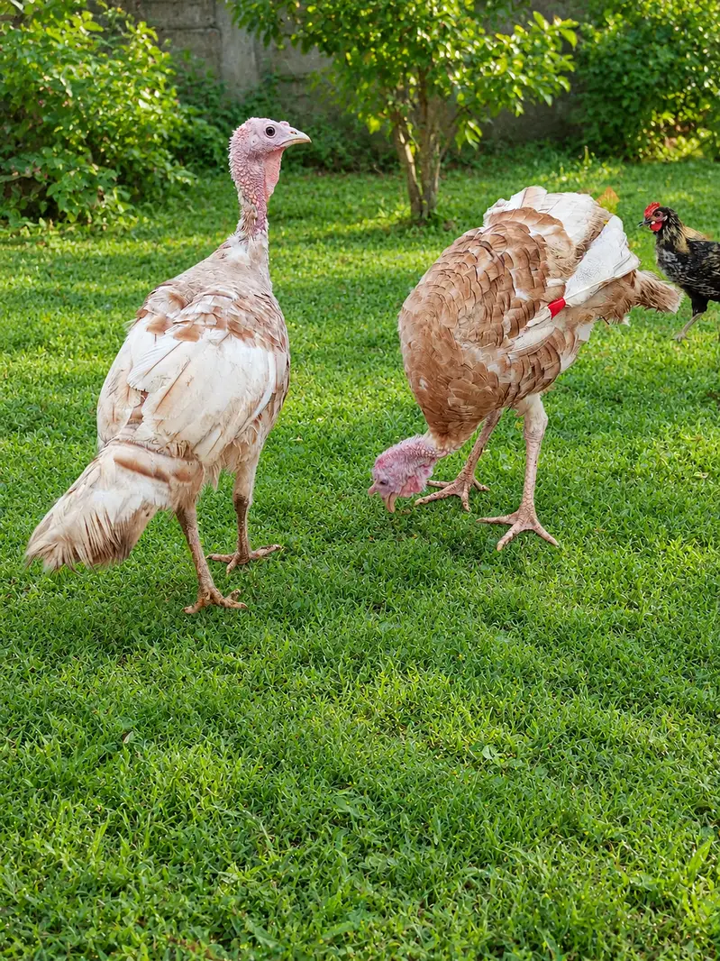 Turkey bird pair for sale — photo 6