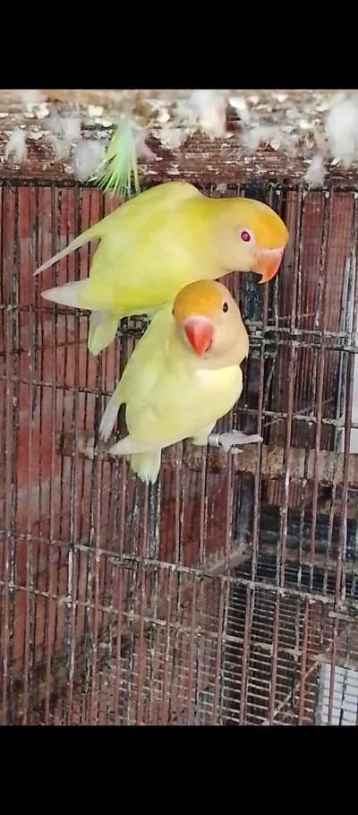 LOVE BIRDS. 03060609798