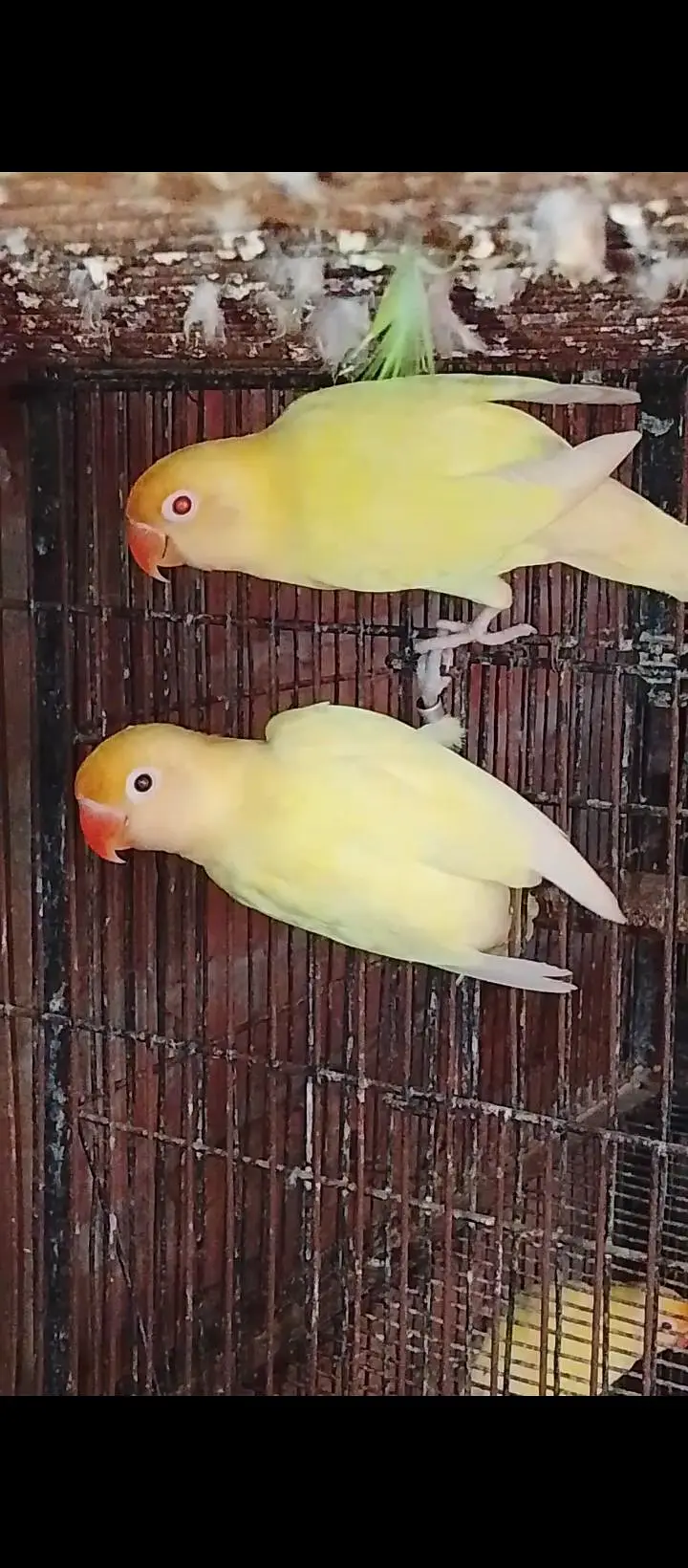 LOVE BIRDS. 03060609798 — photo 2