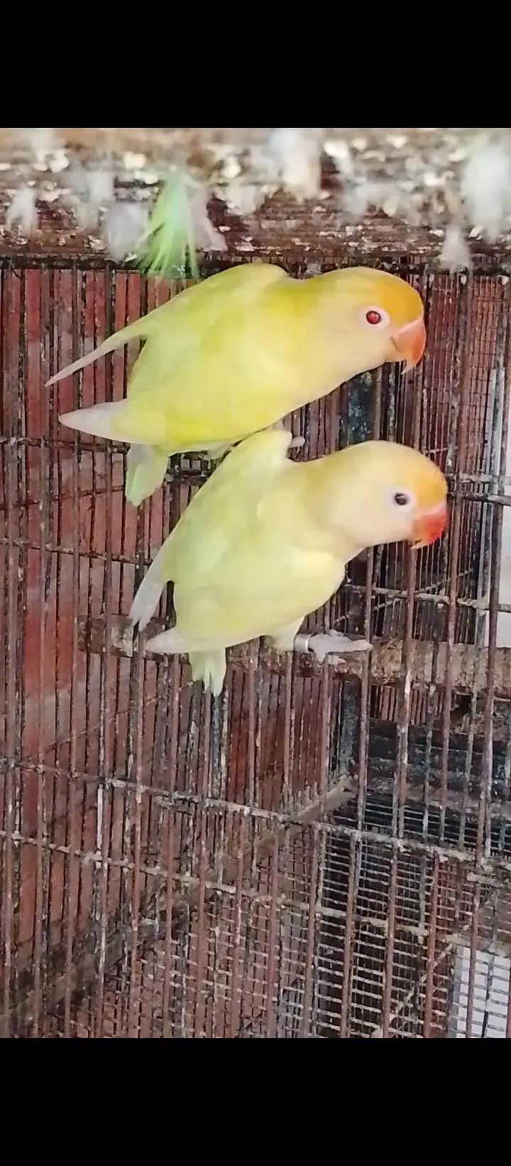 LOVE BIRDS. 03060609798 — photo 3