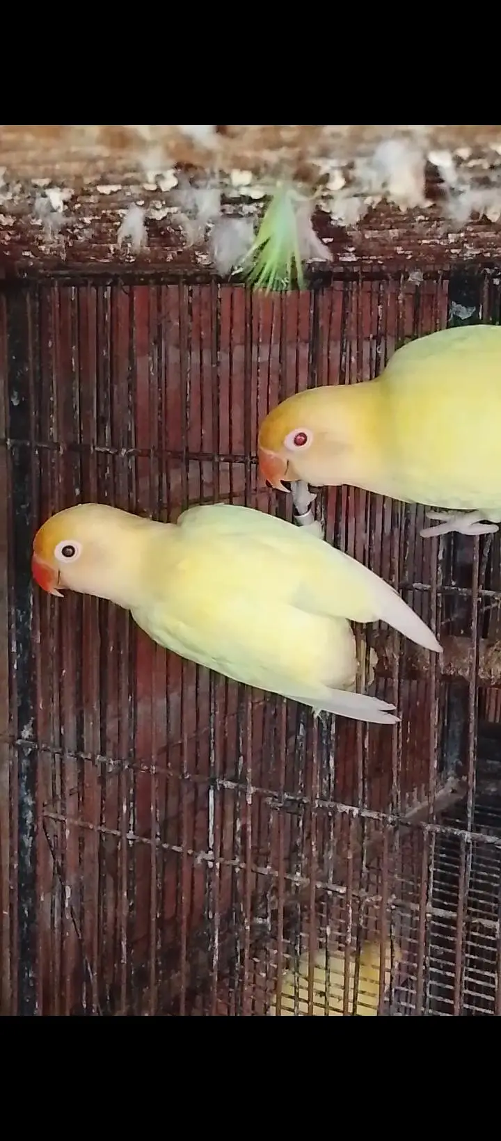 LOVE BIRDS. 03060609798 — photo 4