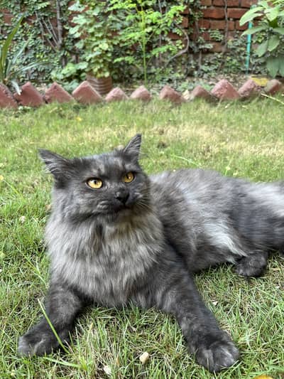 Persian cat