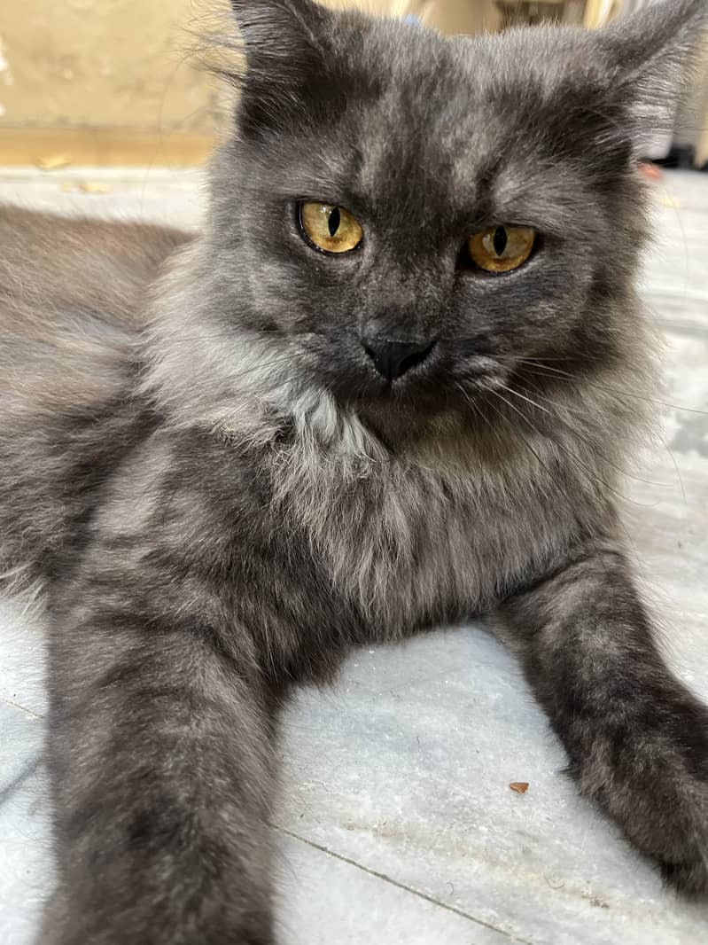Persian cat 1