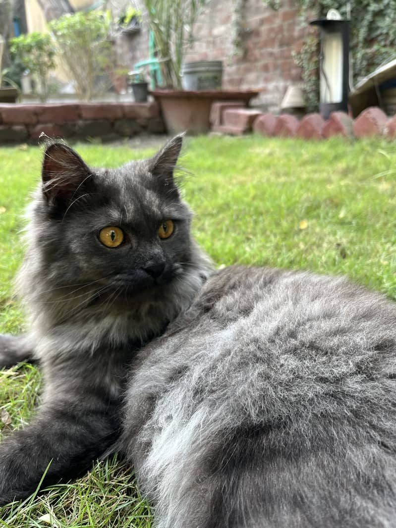 Persian cat 2