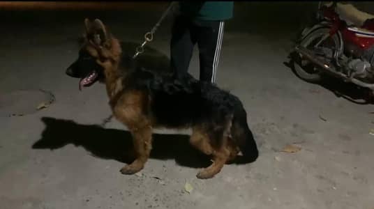 German Shepherd Puppy