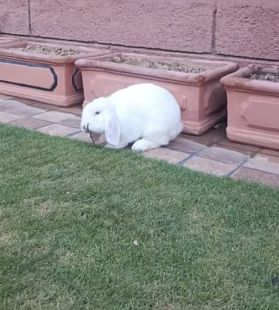 Holland Lop Blue Eyes Male