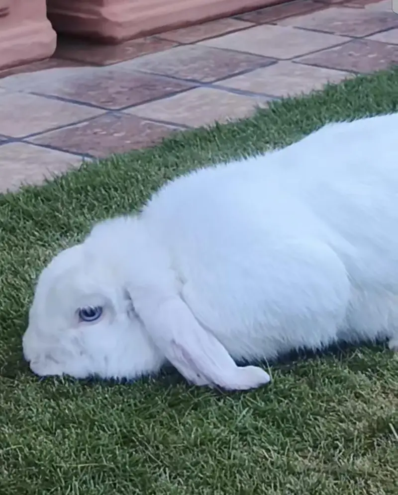 Holland Lop Blue Eyes Male — photo 2