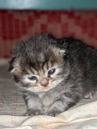Persian Kittens & Cat For Sell