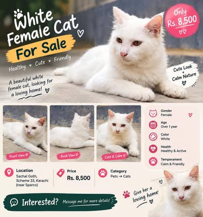 White Female Cat for Sale PRICE