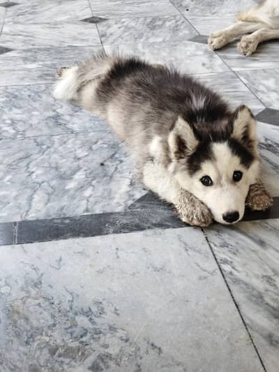 Super Wolly coat Husky puppy