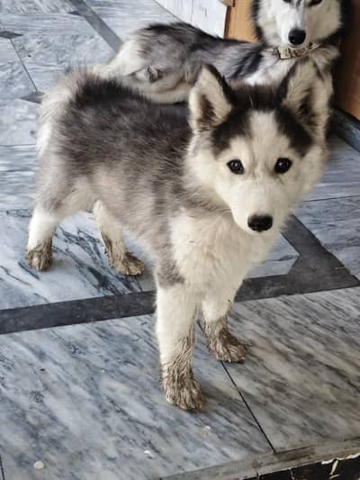 Wolly coat Husky puppy | Siberian Husky | male puppy for sale