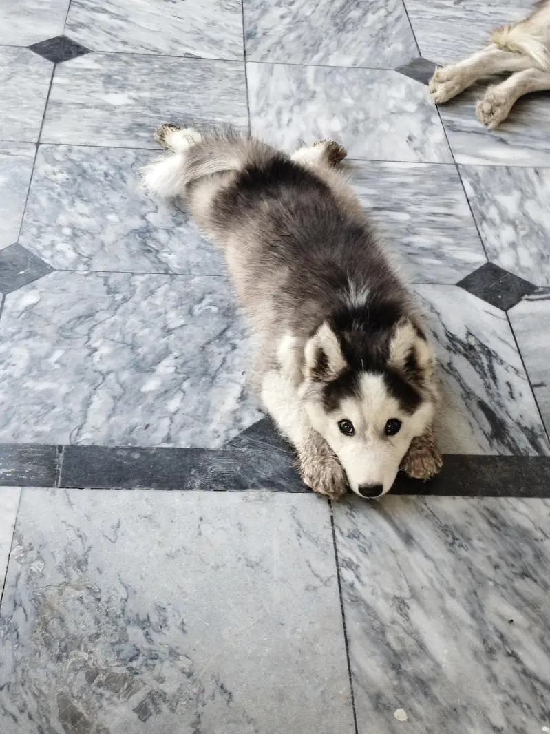 Wolly coat Husky puppy | Siberian Husky | male puppy for sale — photo 2