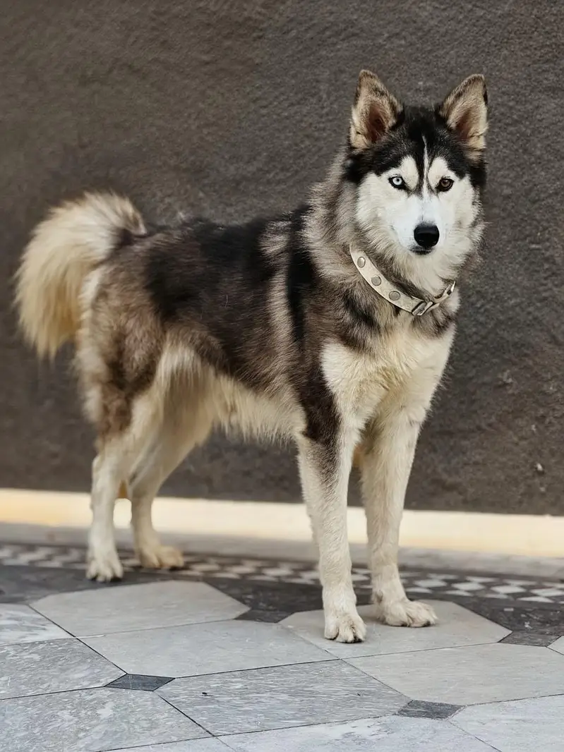 Wolly coat Husky puppy | Siberian Husky | male puppy for sale — photo 3
