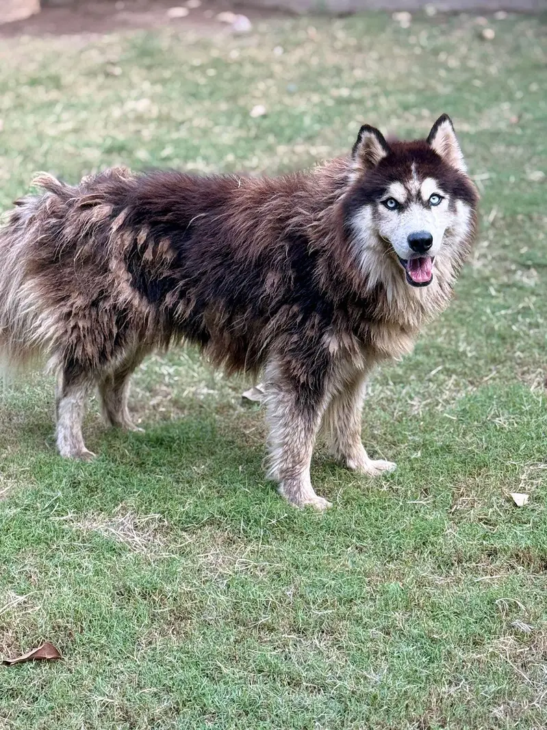 Wolly coat Husky puppy | Siberian Husky | male puppy for sale — photo 4