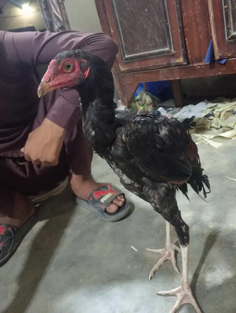 Aseel Murga for sale — photo 5