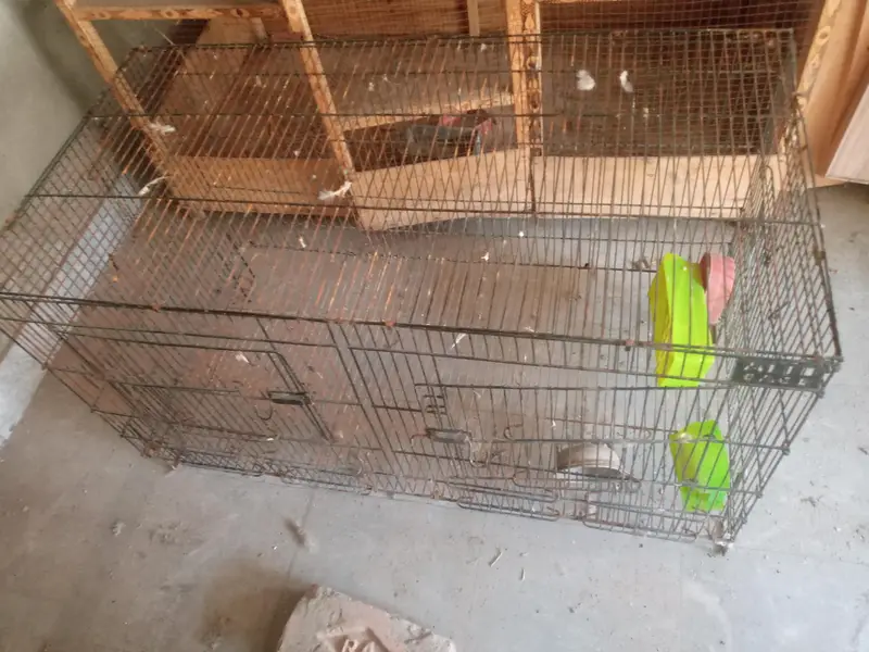 2 big wooden cages  and 1 iron cage for sale — photo 4