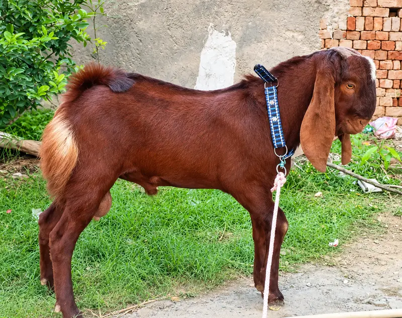 Qurbani Bakra for Sale Jhelum | 7 Month Goat | قربانی بکرا| High Quali