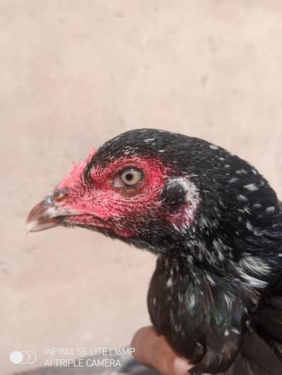 Aseel murgi for sale