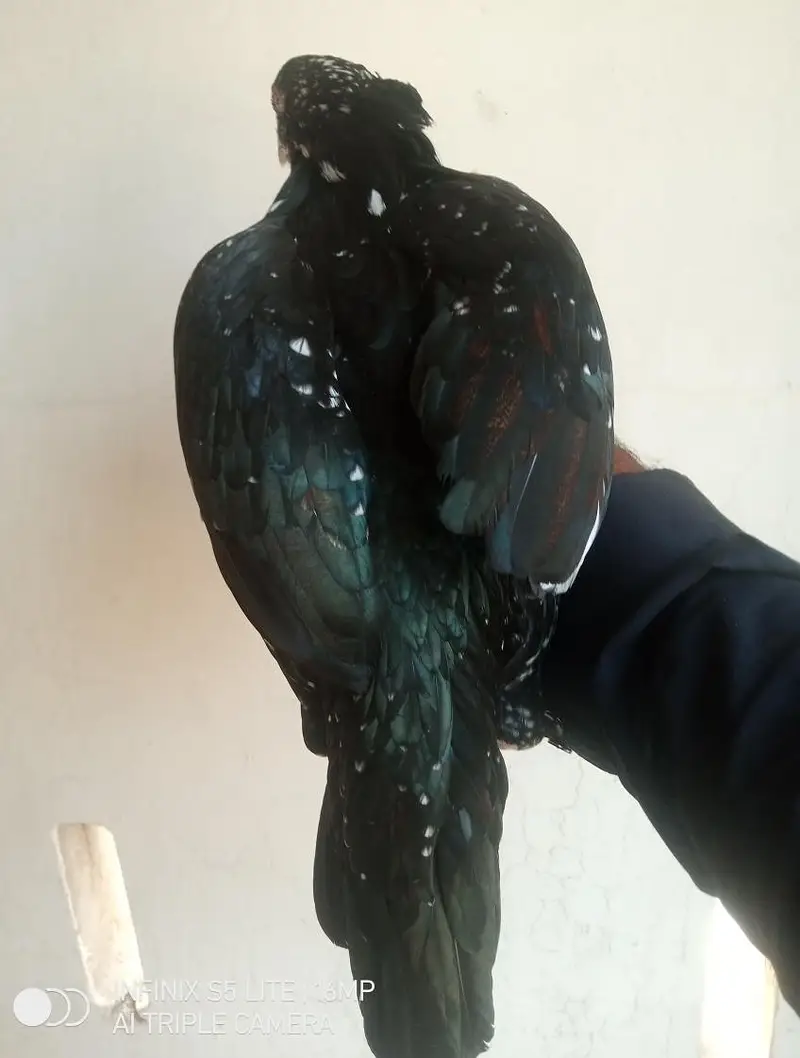 Aseel murgi for sale — photo 2