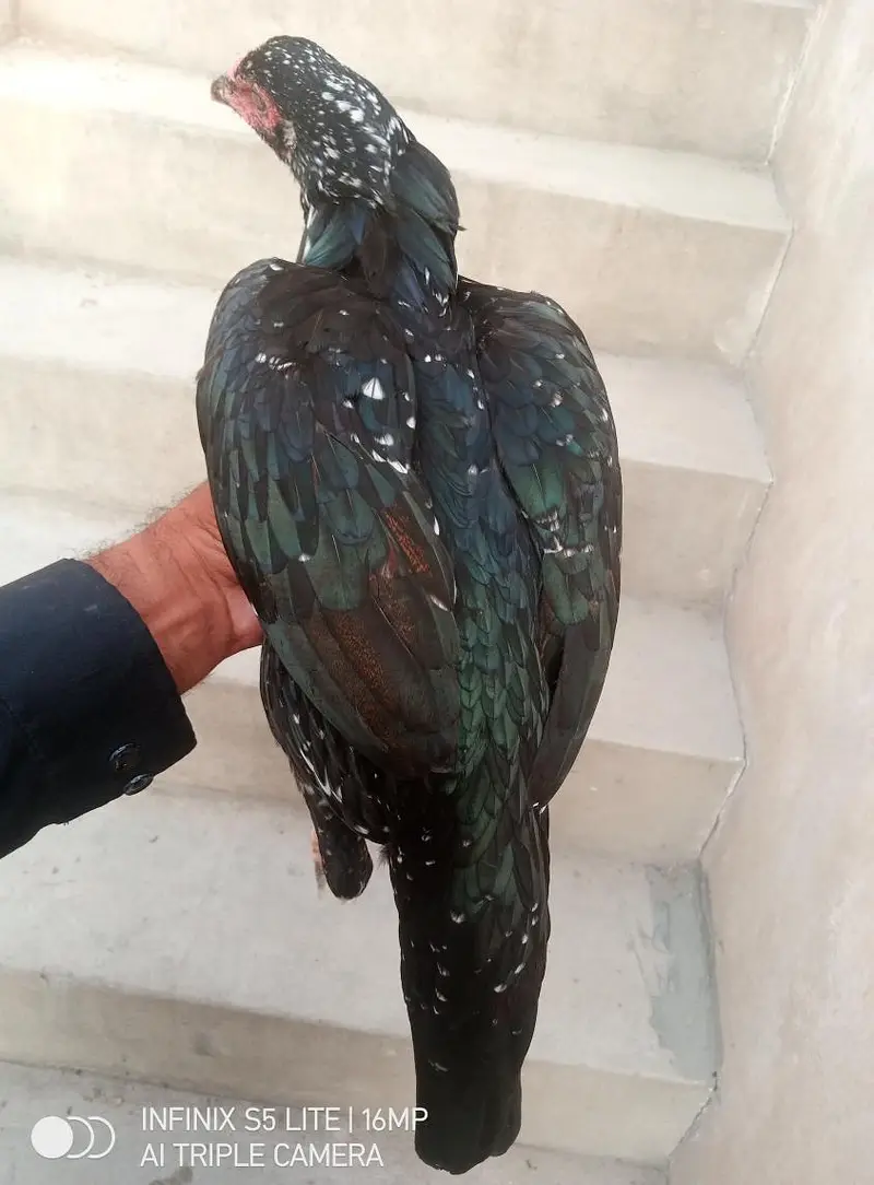 Aseel murgi for sale — photo 3