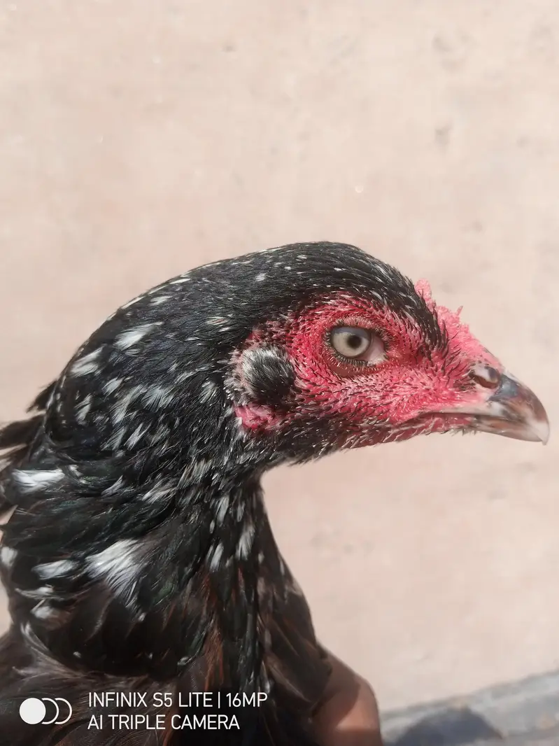 Aseel murgi for sale — photo 8
