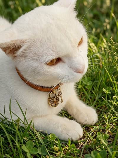 Persian white Cat