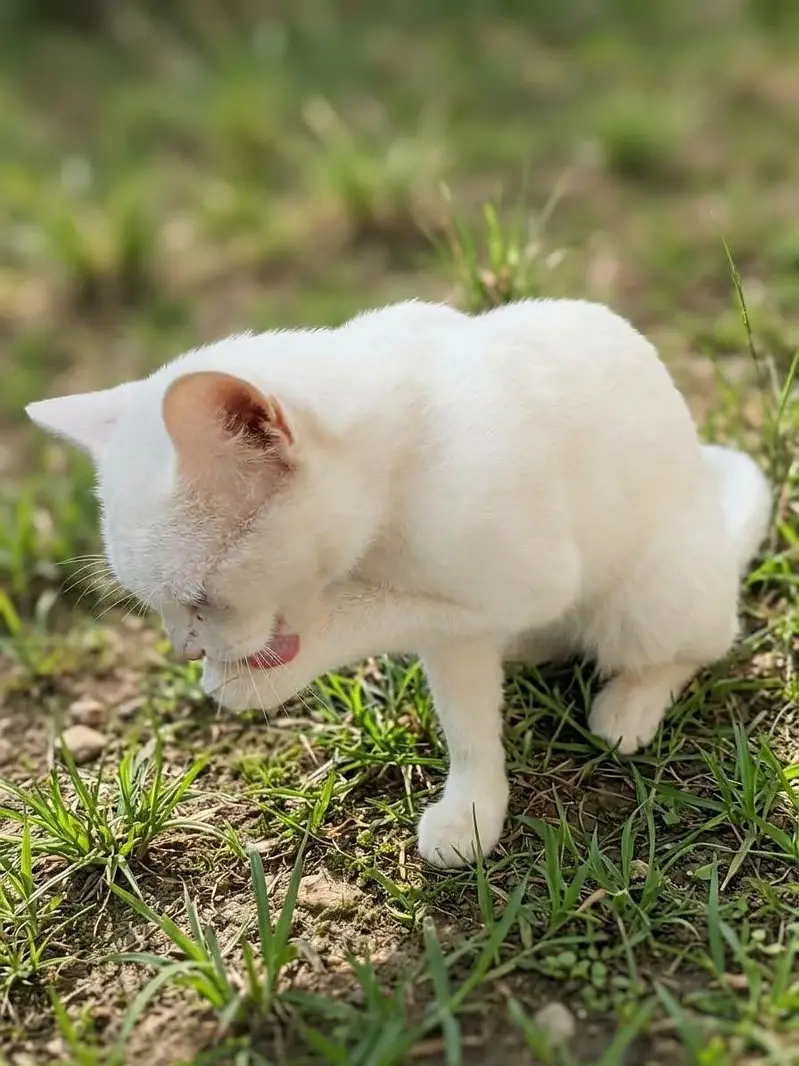 Persian white Cat — photo 2