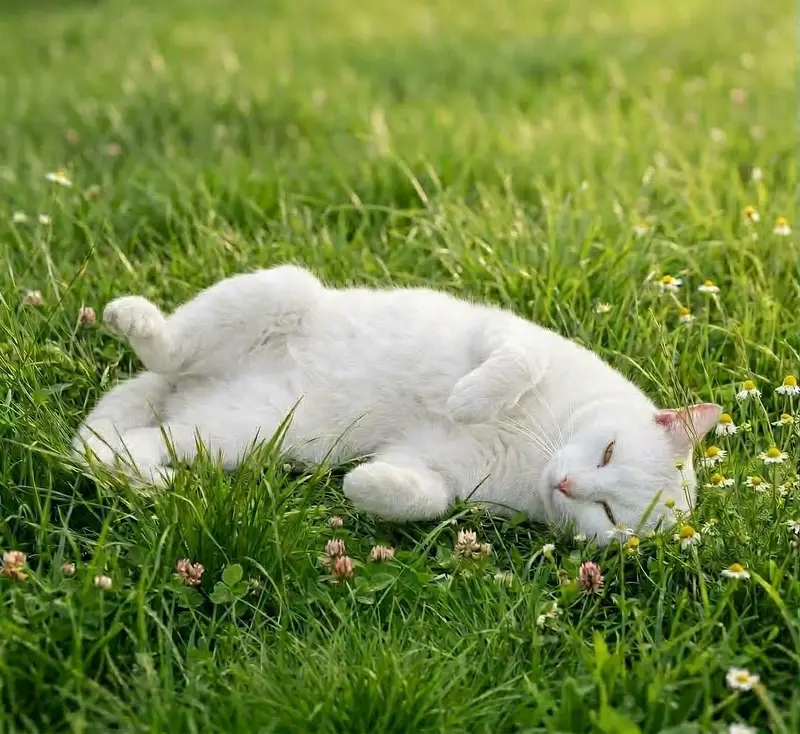 Persian white Cat — photo 3