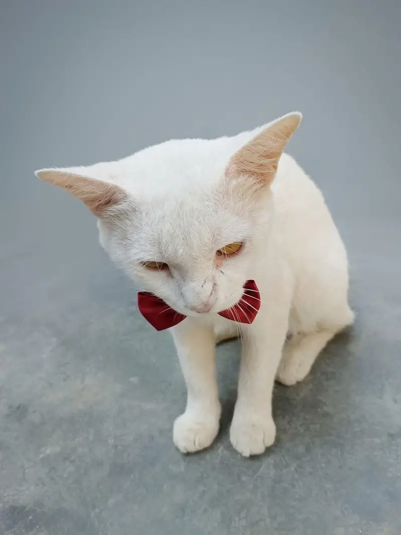 Persian white Cat — photo 4