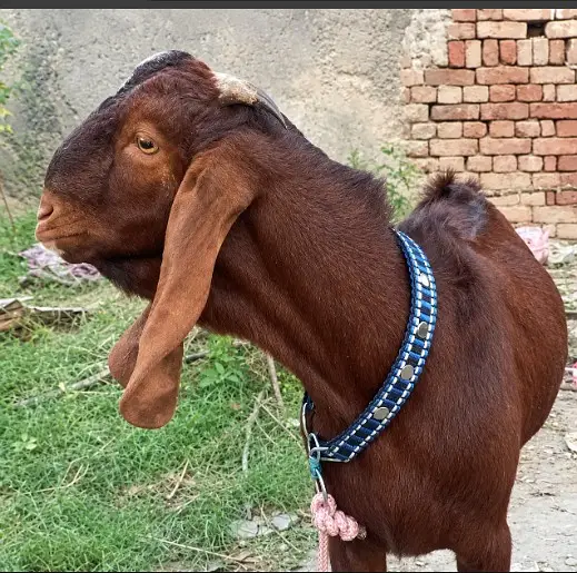 Qurbani Bakra for Sale Jhelum | 7 Month Goat | قربانی بکرا| High Quali — photo 3