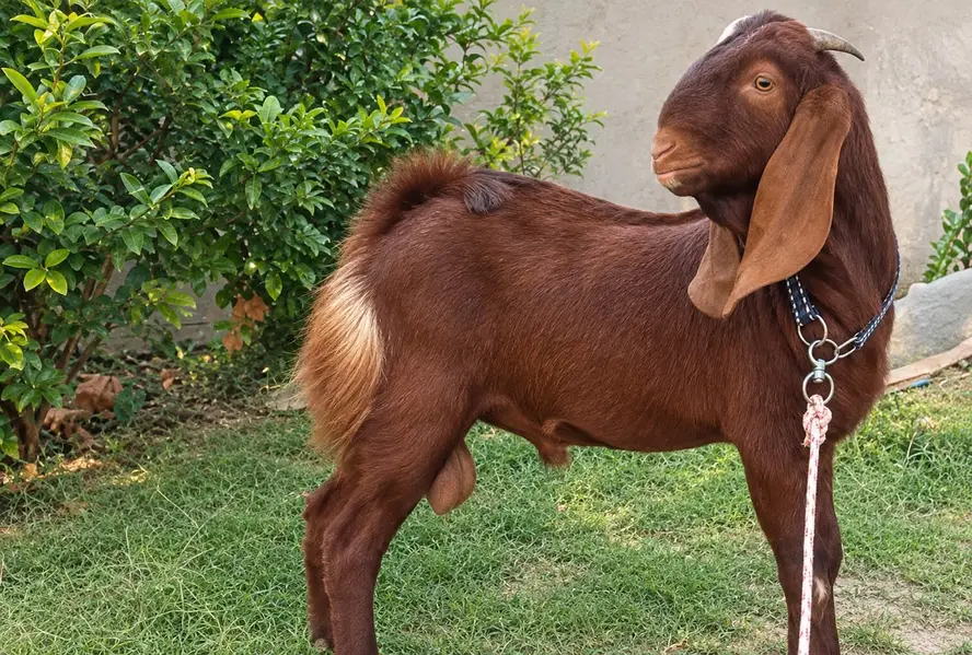 Qurbani Bakra for Sale Jhelum | 7 Month Goat | قربانی بکرا| High Quali — photo 4