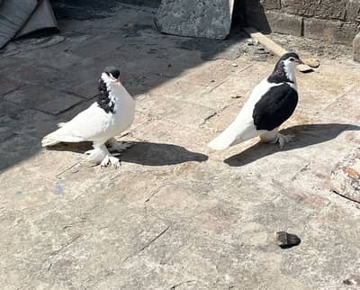 Breeder pair quality walii chezz ha big size big parmoz ha
