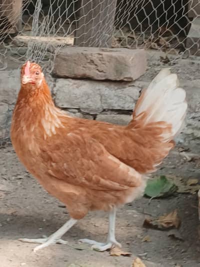 Lohman Brown | Australorp | Dhandarvi | Golden Misri Starter Hens