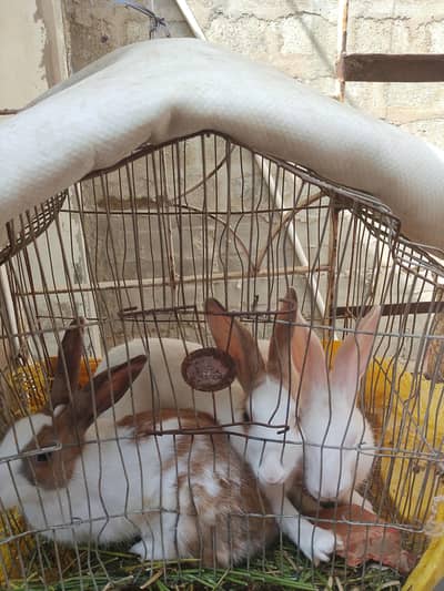 rabbits