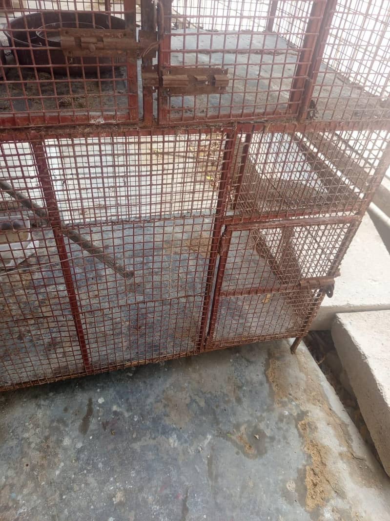 hens cage 3