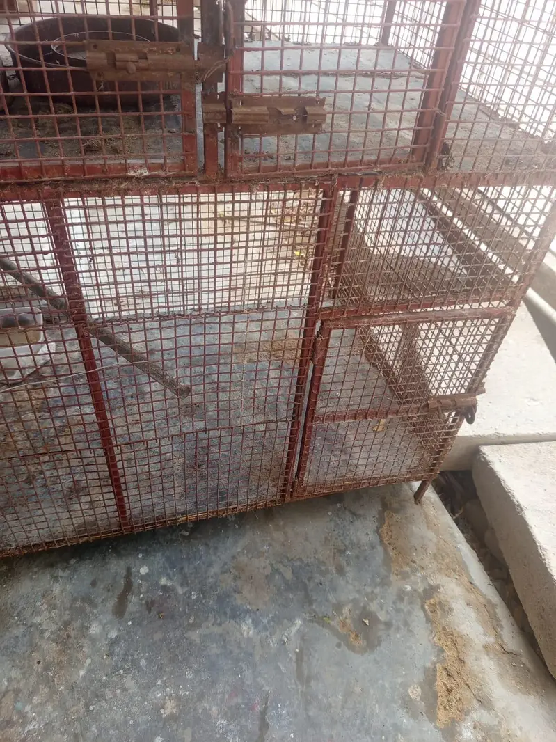hens cage — photo 4