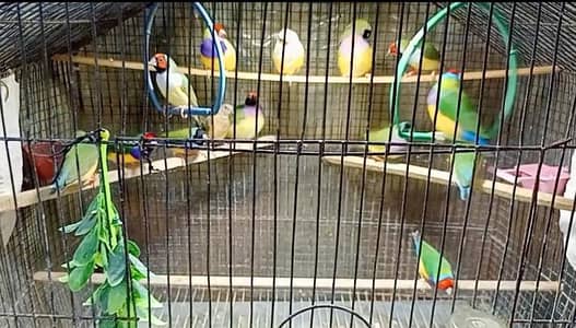 Gouldian finch