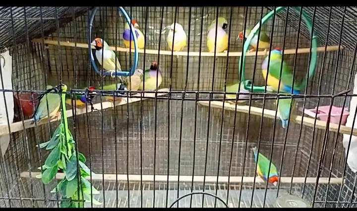 Gouldian finch — photo 2