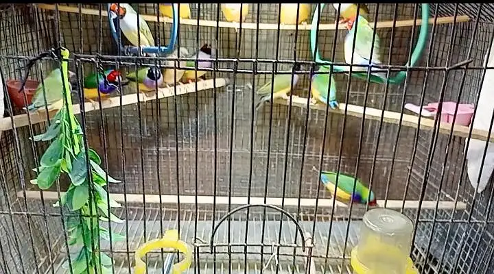 Gouldian finch — photo 3