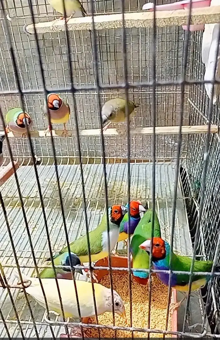 Gouldian finch — photo 4