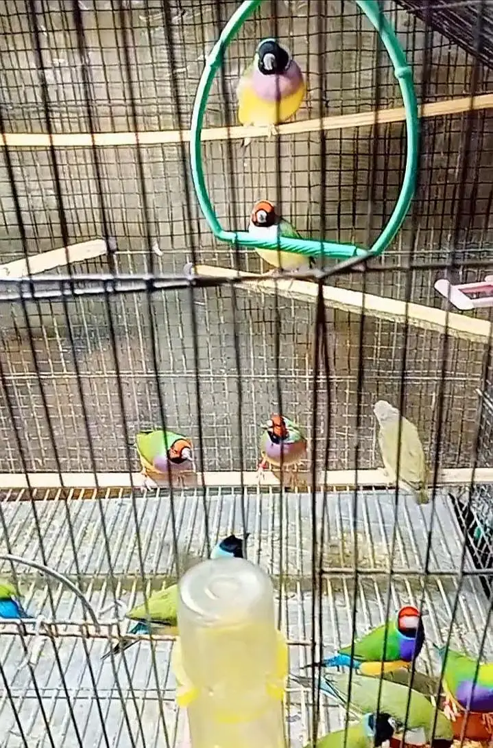 Gouldian finch — photo 5