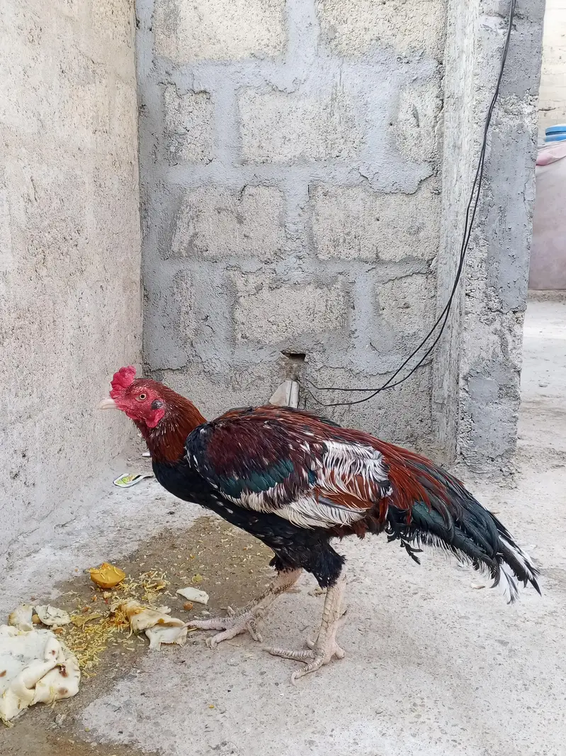aseel murgha — photo 2