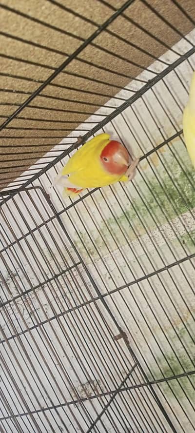 lovebirds loteno for sale